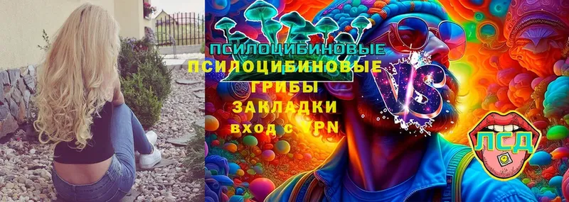 Галлюциногенные грибы Cubensis  что такое   Армянск 